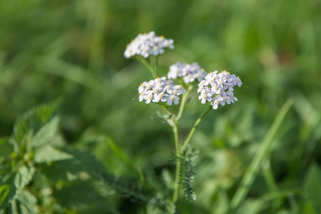 Blüten
