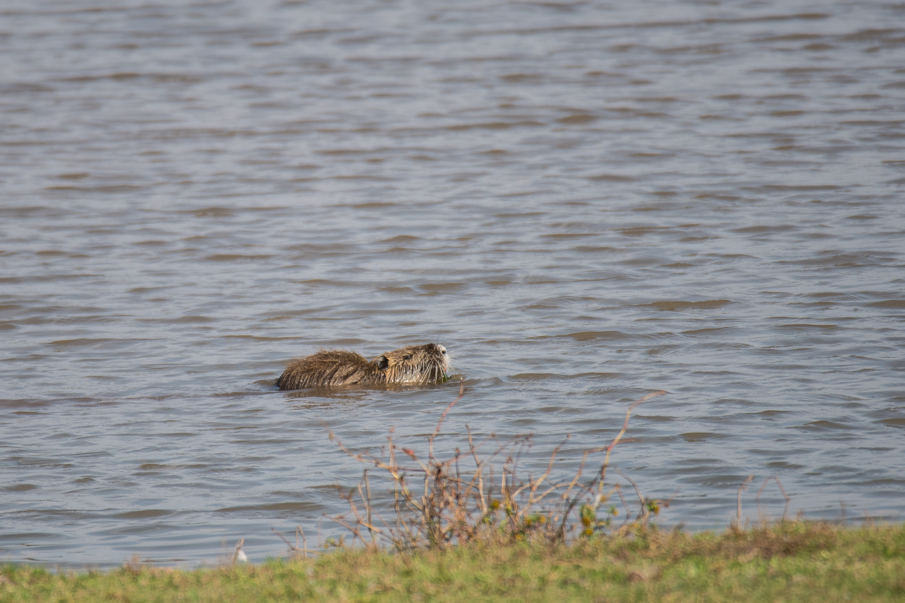 Nutria