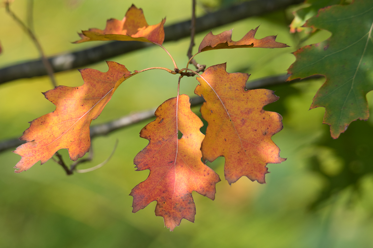 Herbstlaub