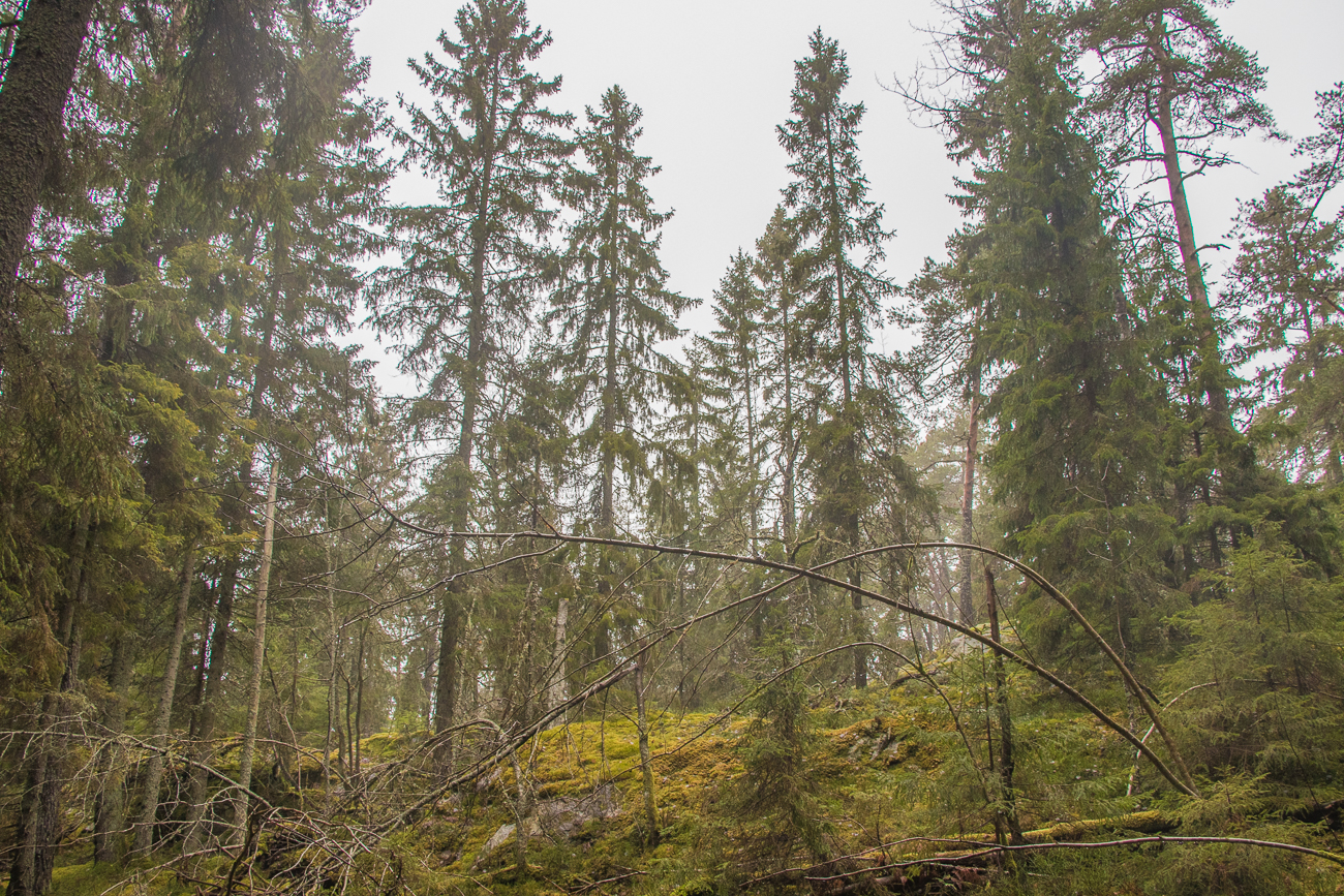 Urwüchsige Landschaft