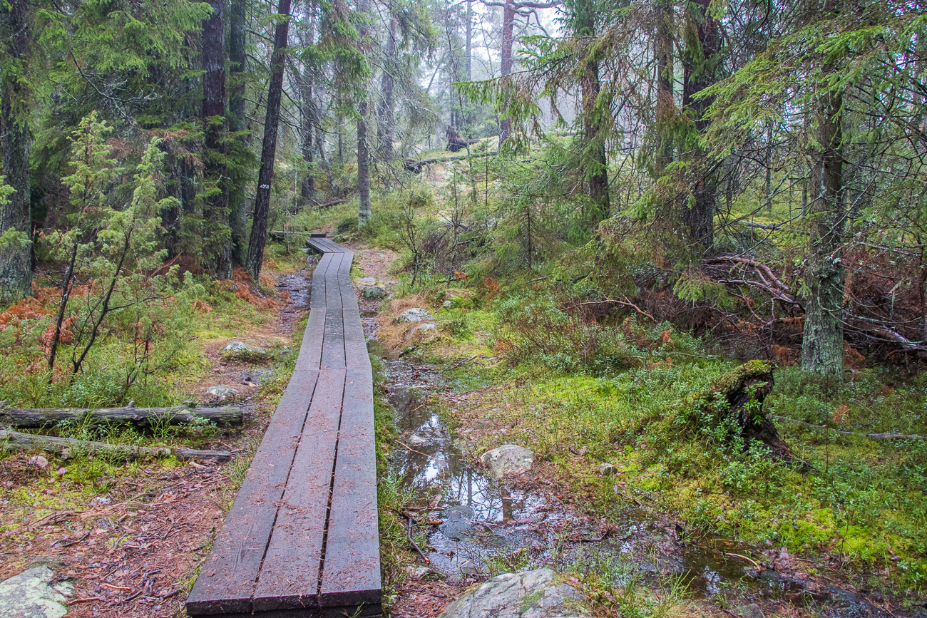Plankenweg &uuml;ber Morast 
