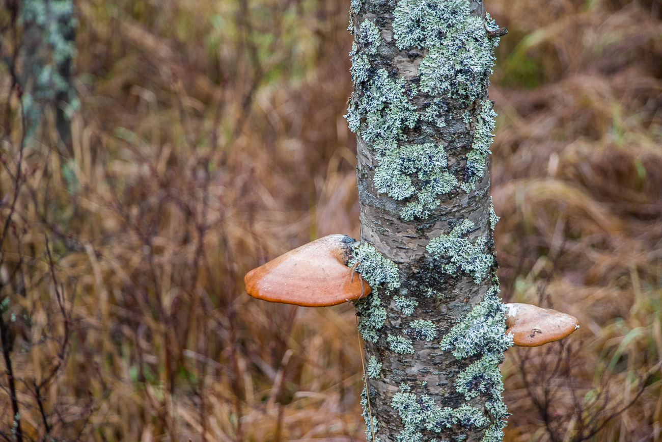 Baumpilze, das k&ouml;nnten "Ochsenzungen" sein 
