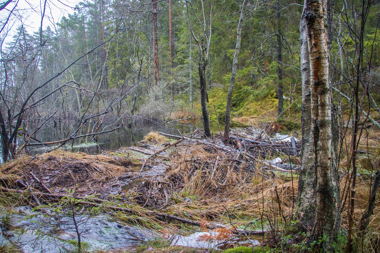 Biberdamm, nur der zugeh&ouml;rige Biber hat sich versteckt 