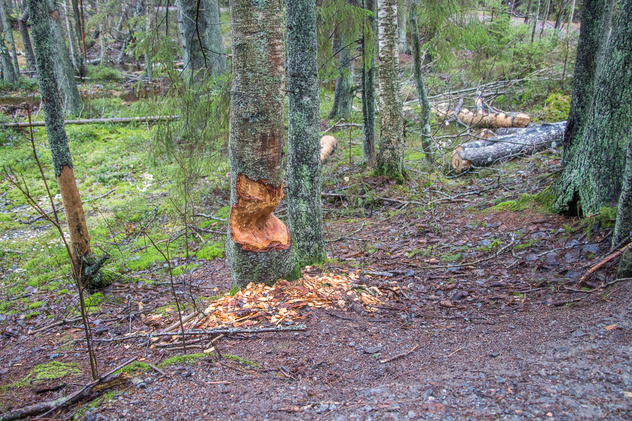 ... und angenagte Bäume zeugen von der Bibertätigkeit