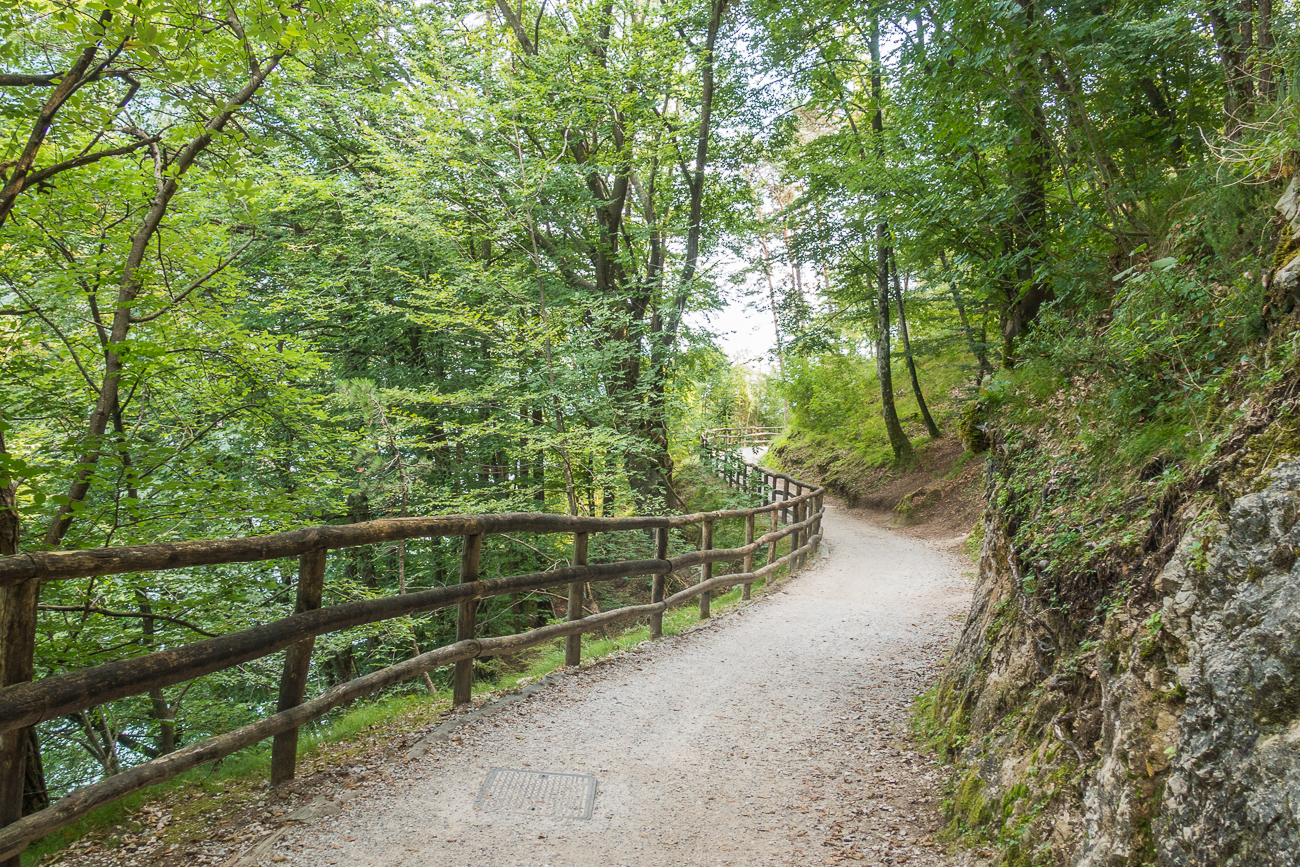 Waldweg auf der Westseite des Sees