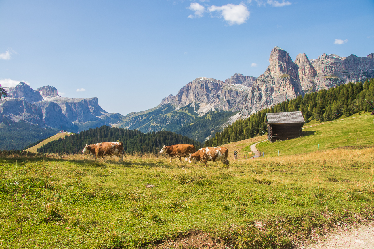 Freilaufende Kühe auf der Weide