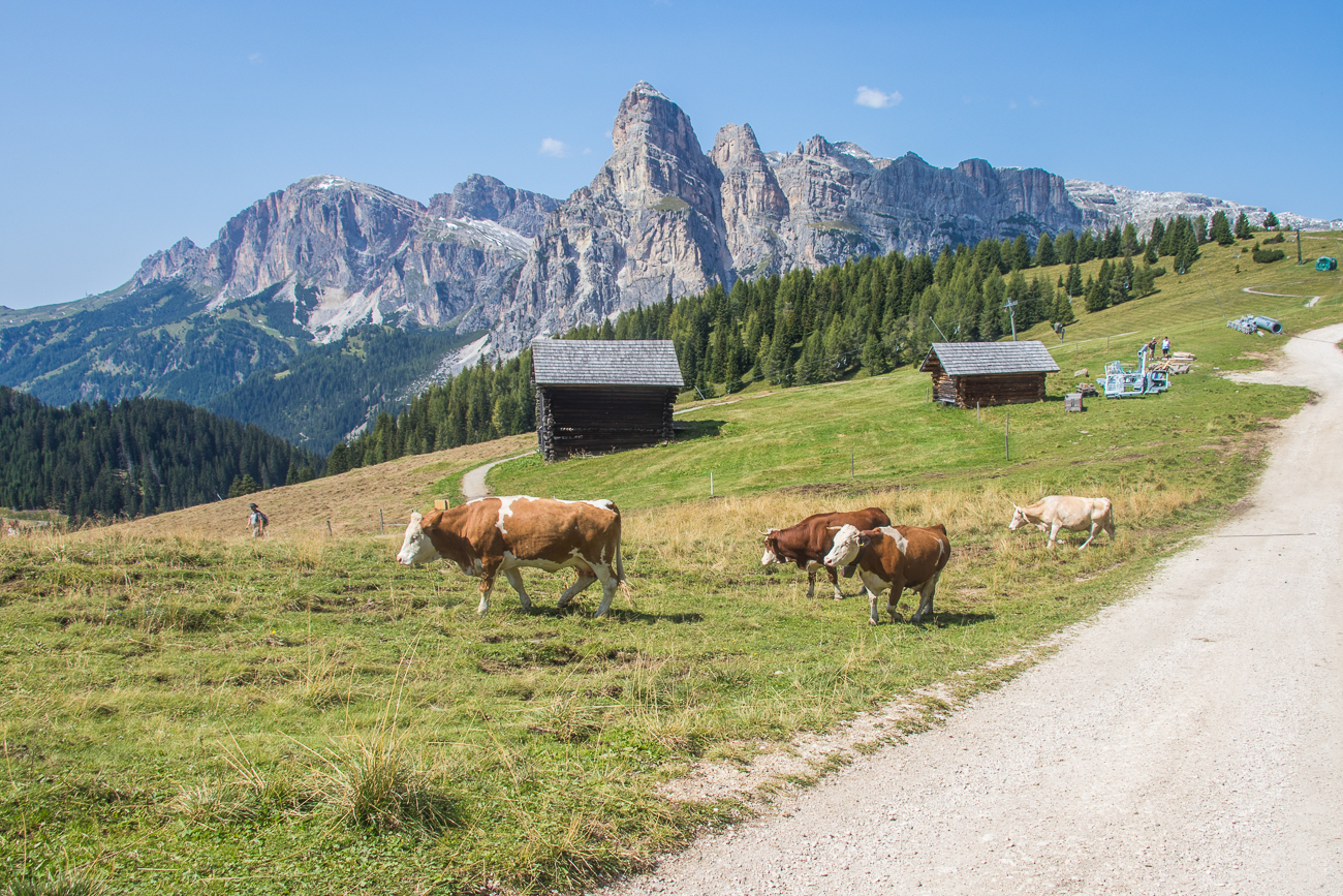 Freilaufende Kühe auf der Weide