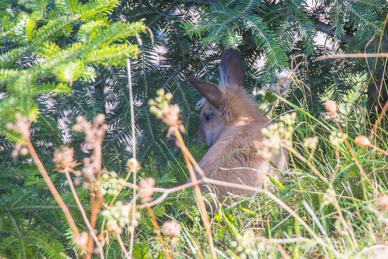 Noch etwas zu fr&uuml;h f&uuml;r den Osterhasen ;-)