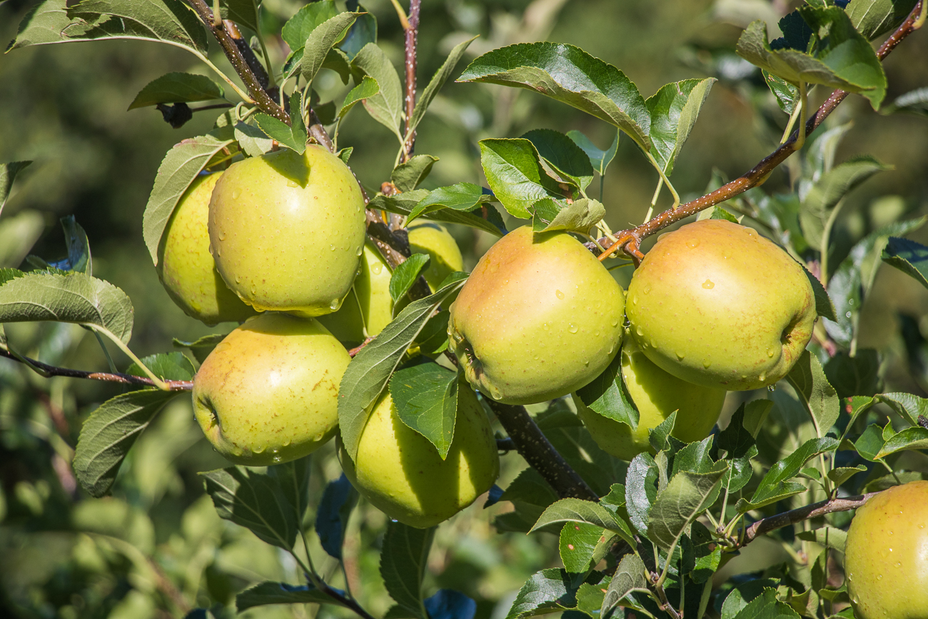 ... und auf die fast reifen &Auml;pfel