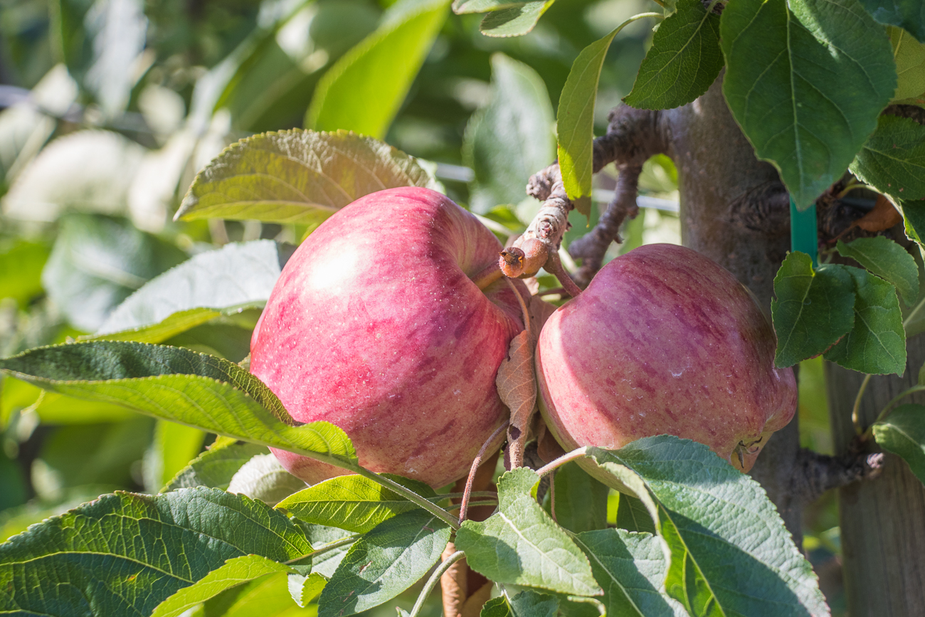 Diesmal sind es rote &Auml;pfel