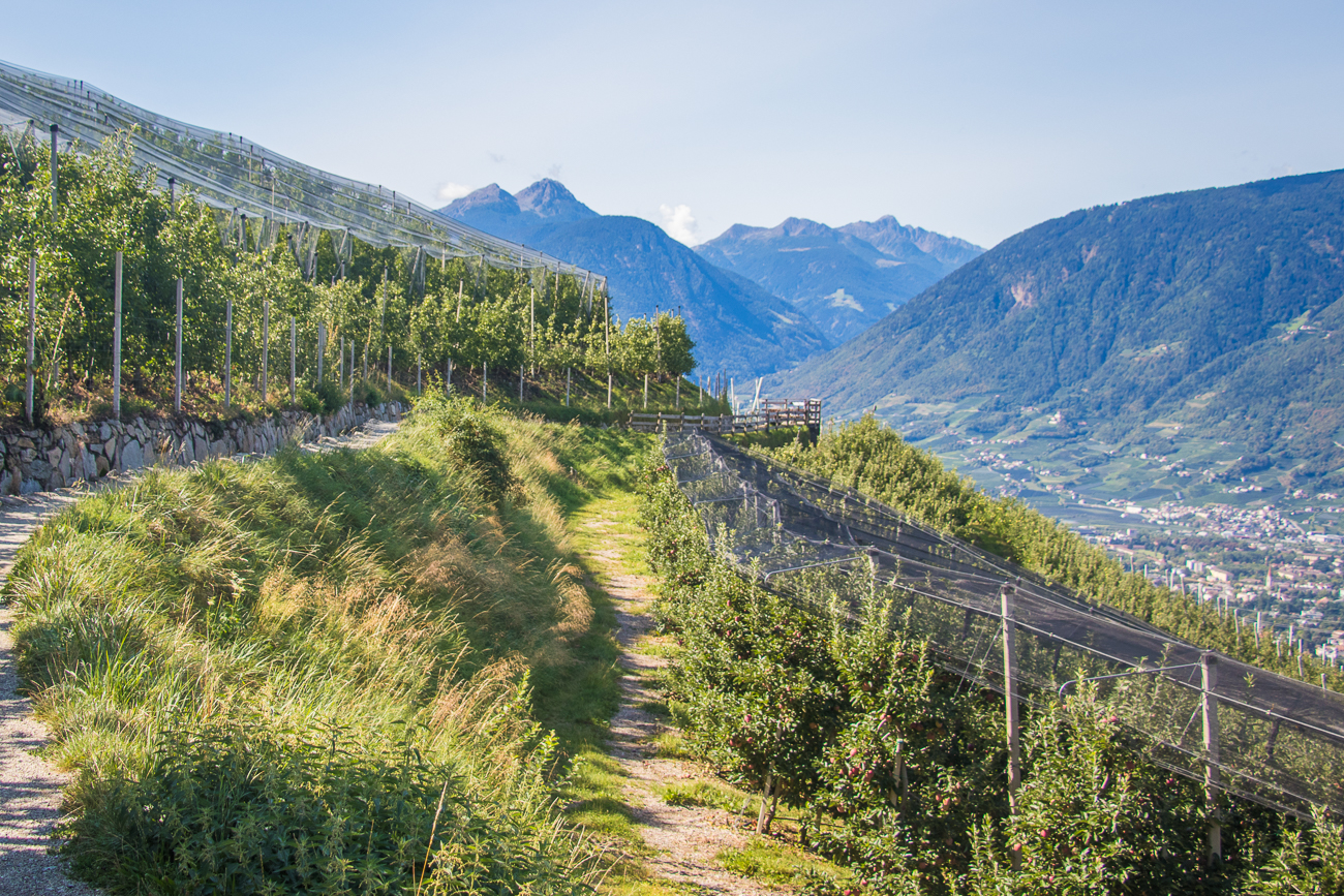 Weiter geht es durch die Apfelplantagen