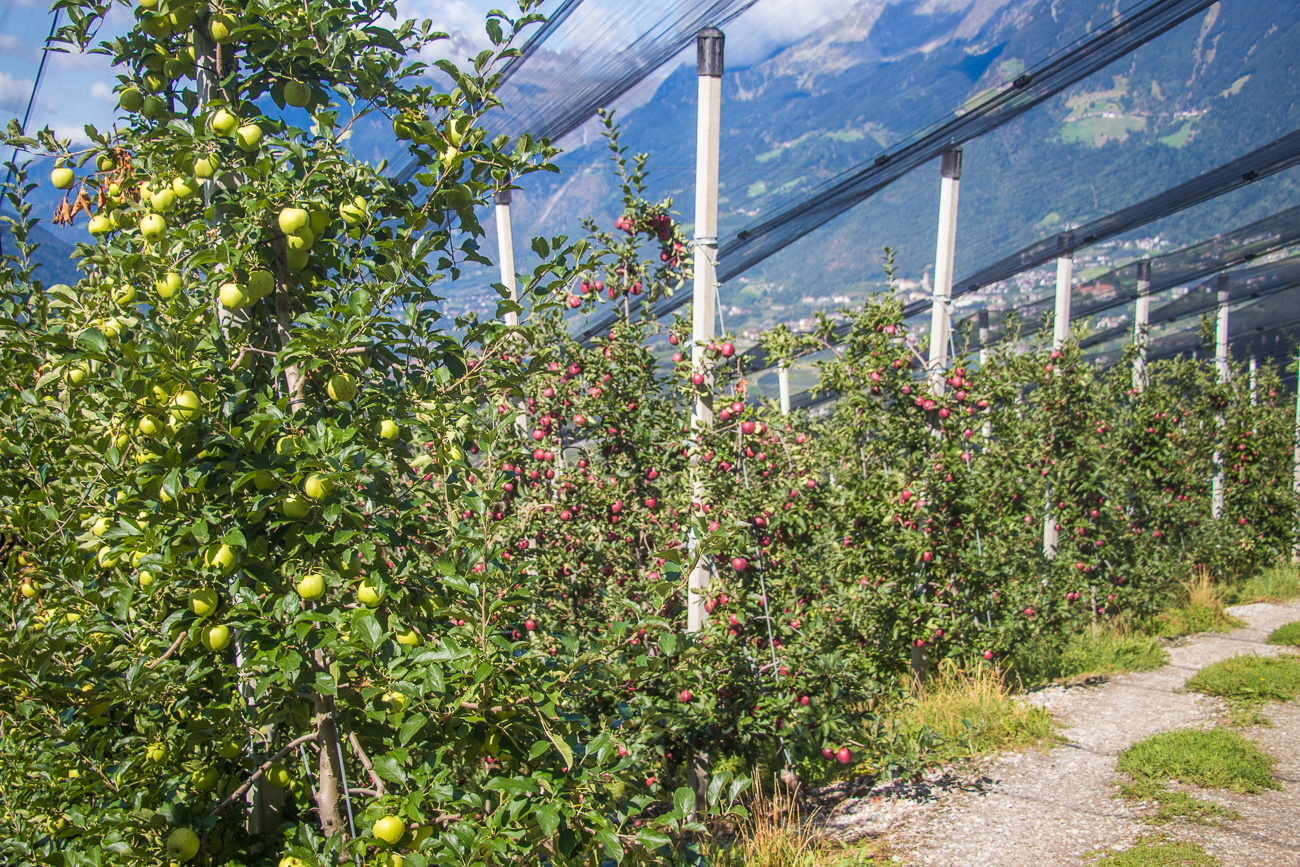 ... und durch weitere Apfelplantagen