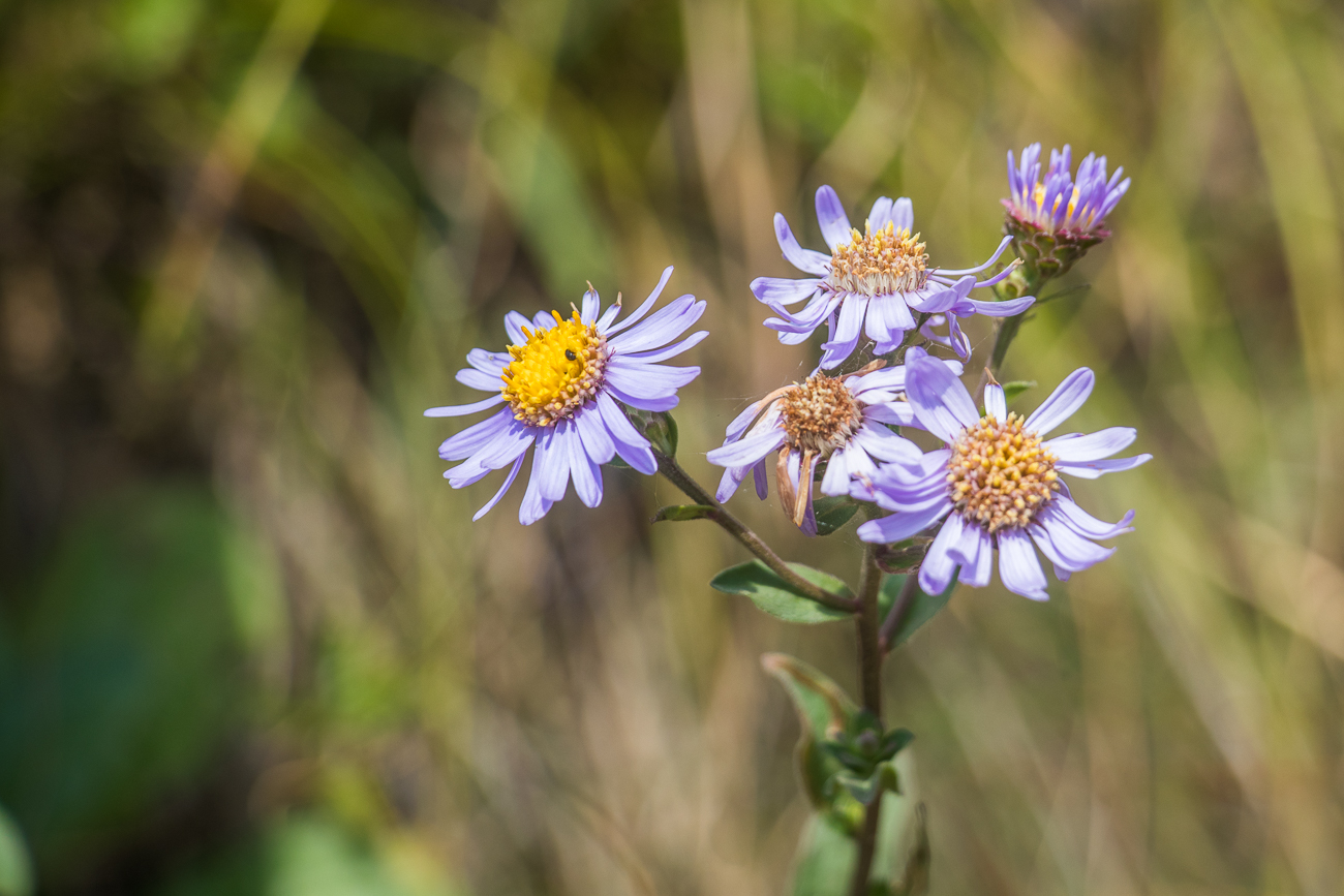 Sch&ouml;ne Bl&uuml;ten