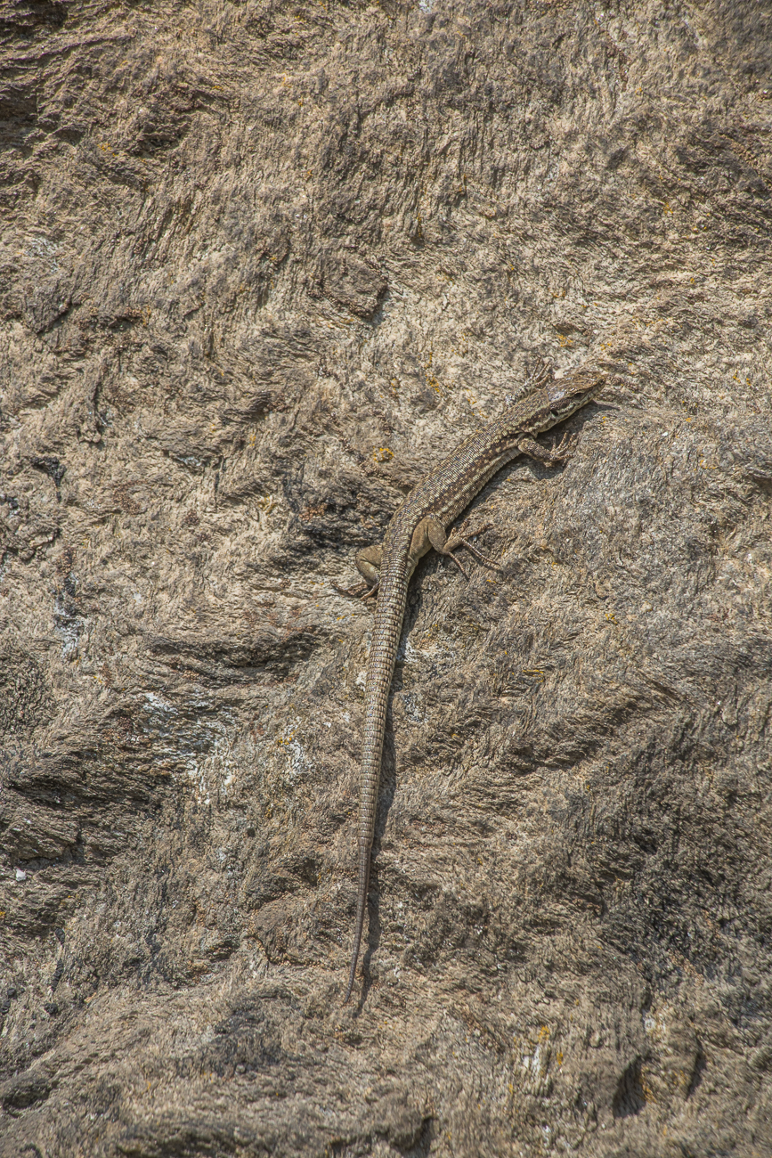 Gut getarnte Eidechse