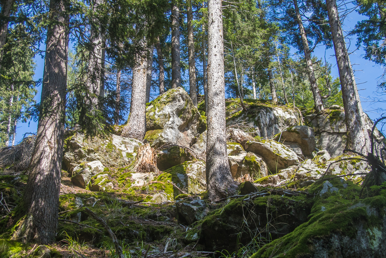 Junge Felsen, von den Bäumen festgehalten