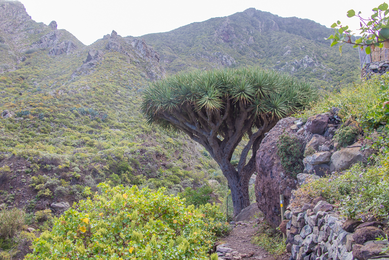 Großer Drachenbaum 