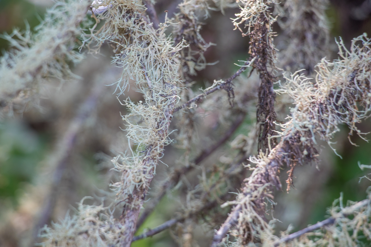 Spanish Moss 