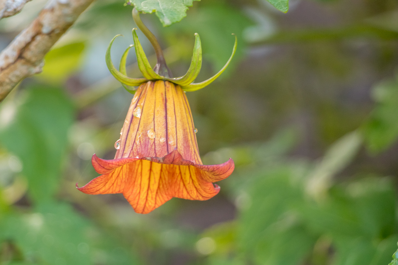 Glockenblume