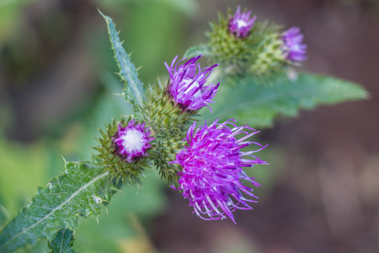 Distel