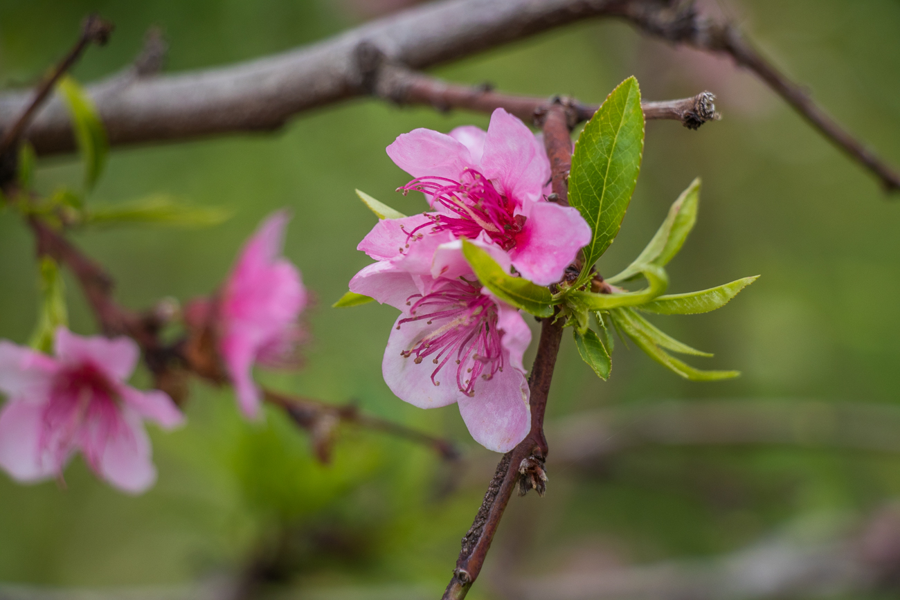 Mandelblüten