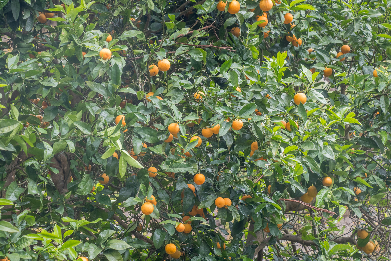 Orangenbaum