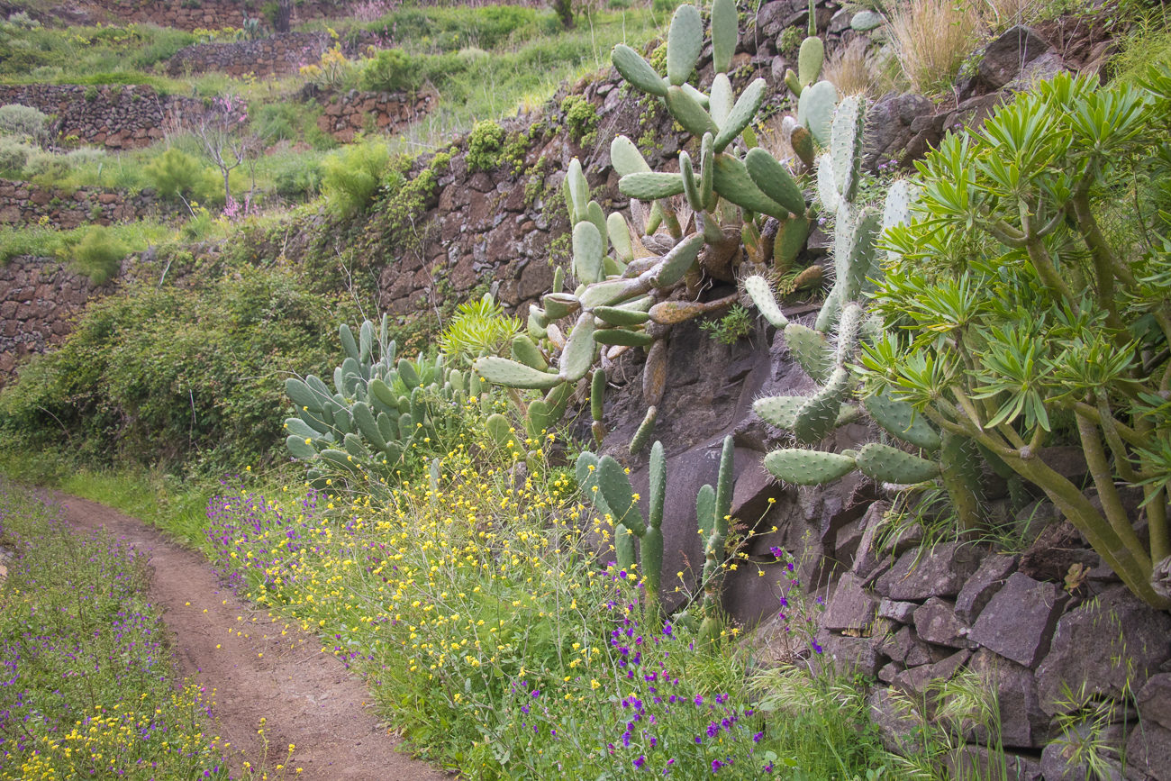 Blüten und Kakteen 