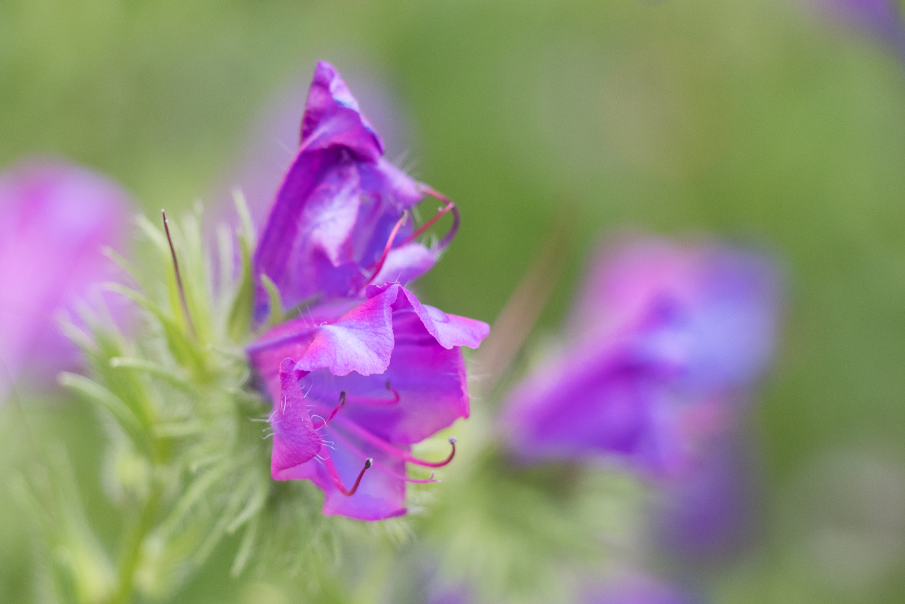 Zarte Blüten 