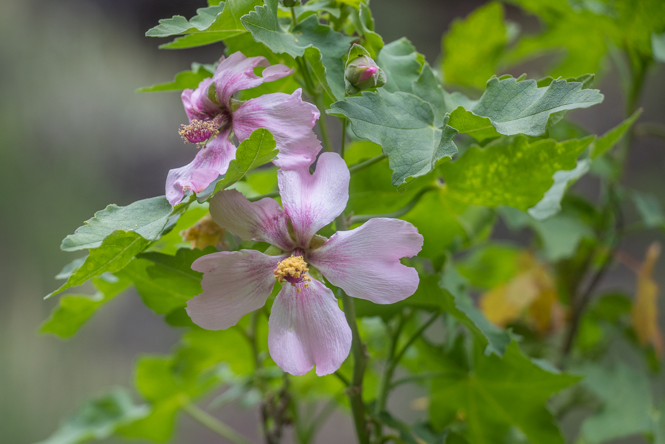 Blüte und Knospe 