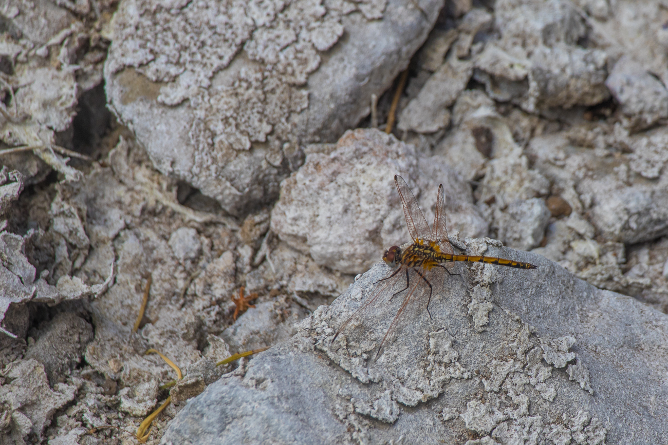 Libelle