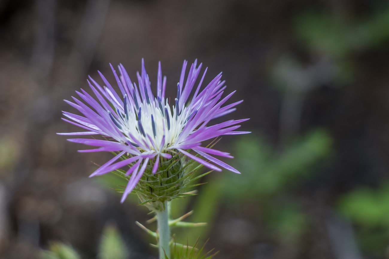 Distel