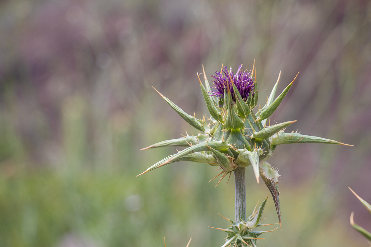 Distel