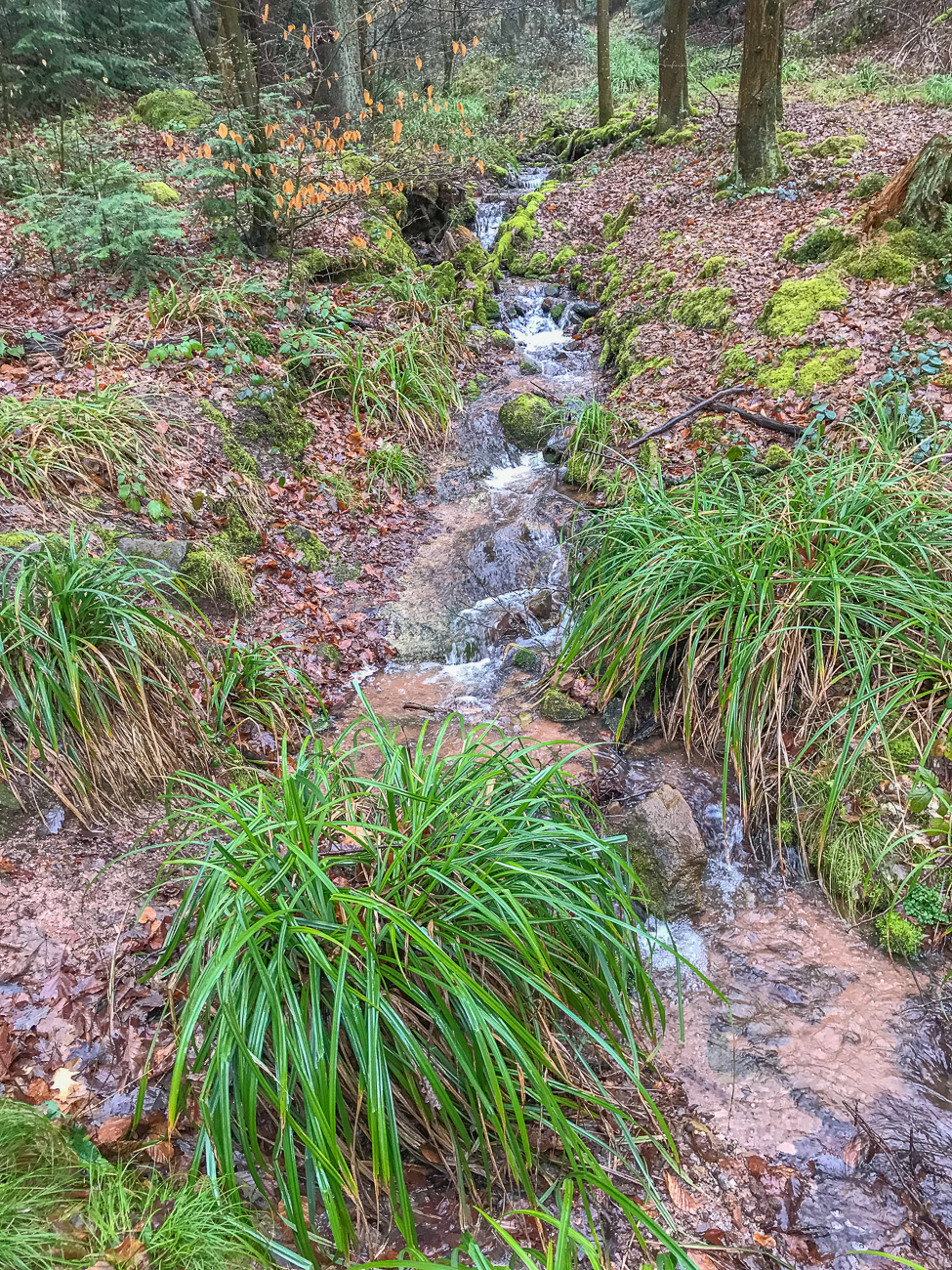 Die B&auml;chlein werden durch den Regen gut gef&uuml;llt