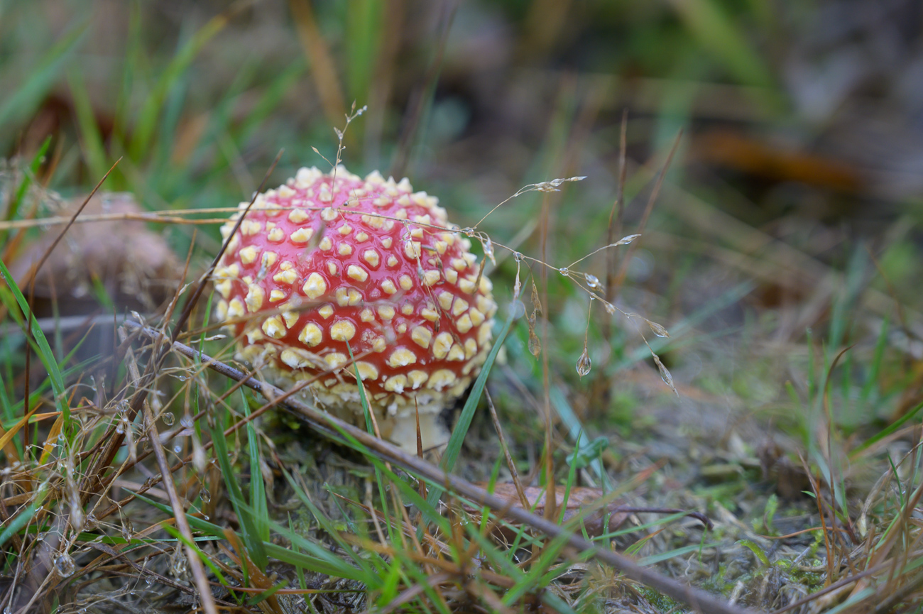 Schöner Kontrast bei dem tristen Wetter