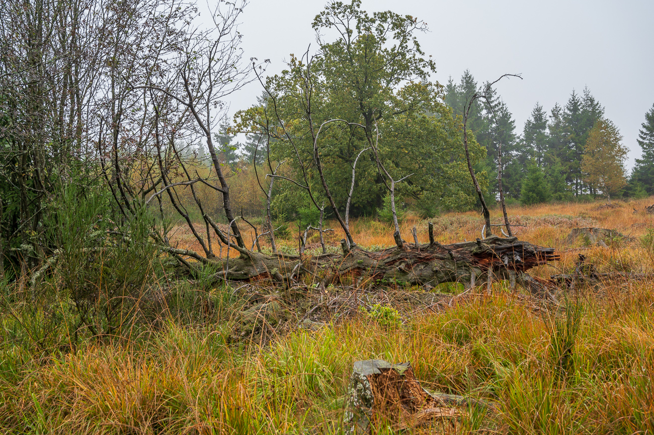 Bäume verrotten auf den feuchten Wiesen
