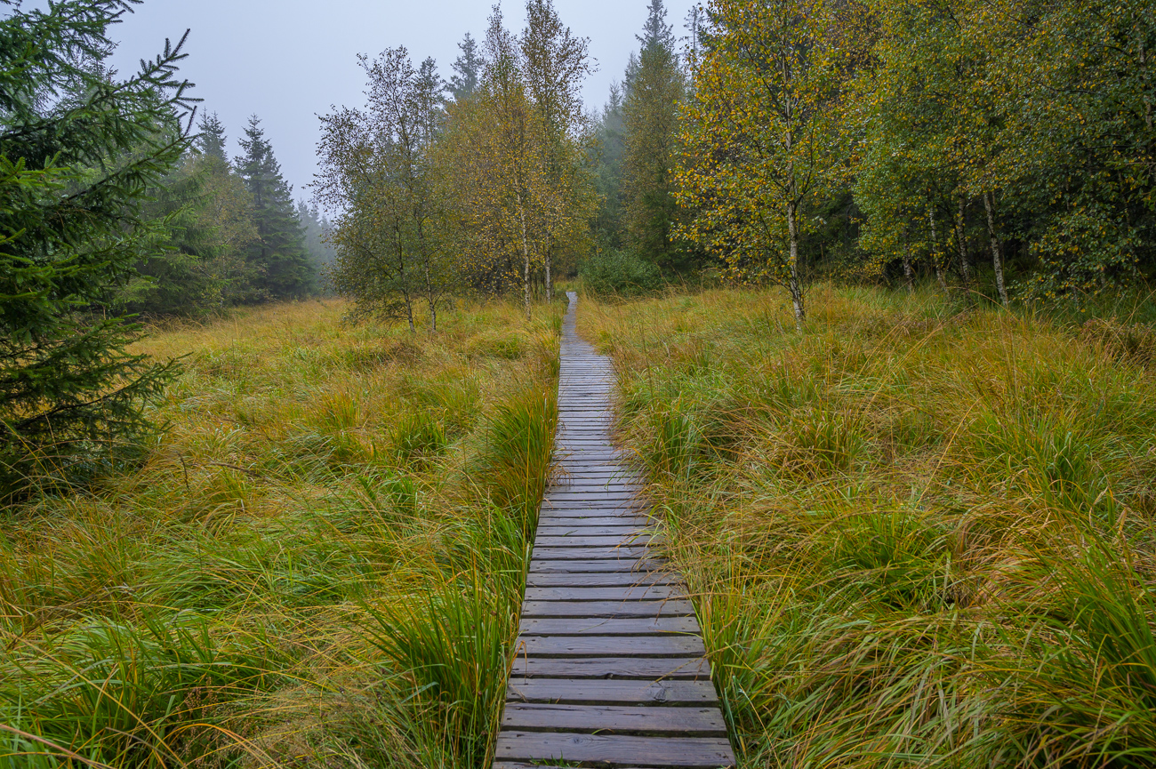 Manchmal kommen wir auf rutschigen Bohlenwegen weiter ...
