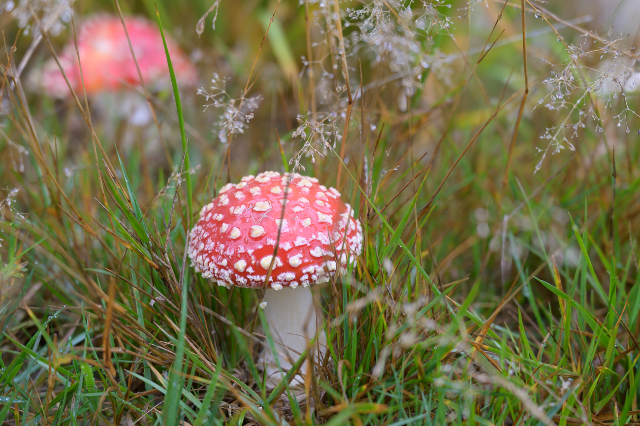 ... der zahlreichen ...