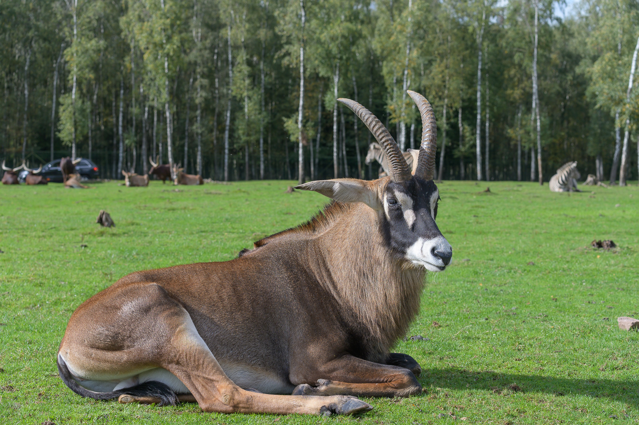 Rappenantilope