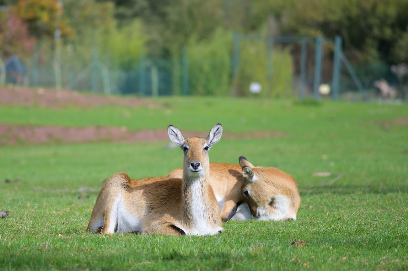 Hm, keine Ahnung wie die heißen