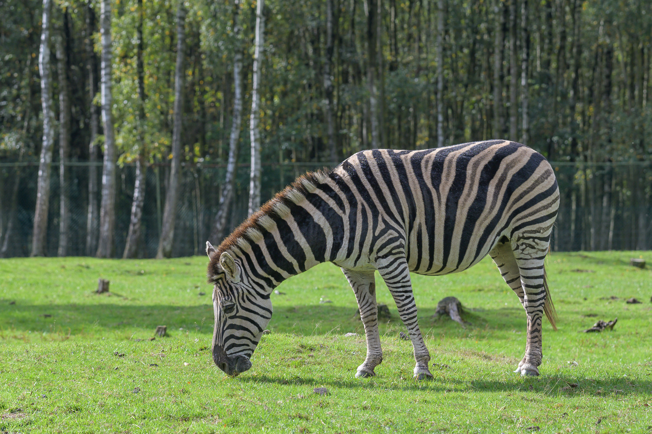 Zebra