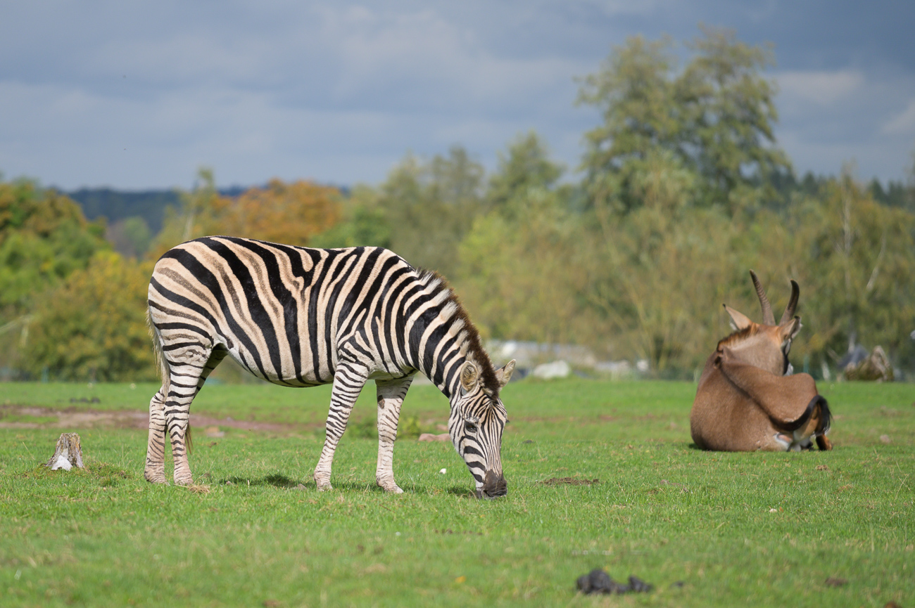 Zebra und Rappenantilope