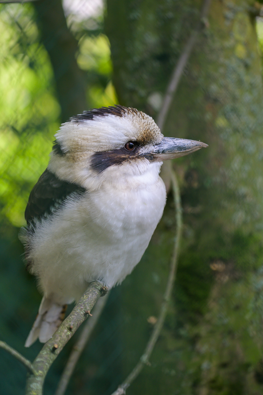 Kookaburra Eisvogel
