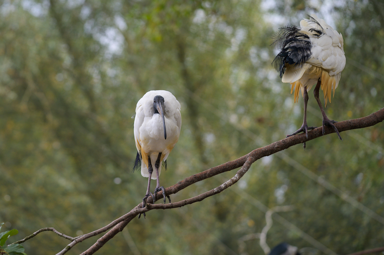 Ibis von vorn und von hinten