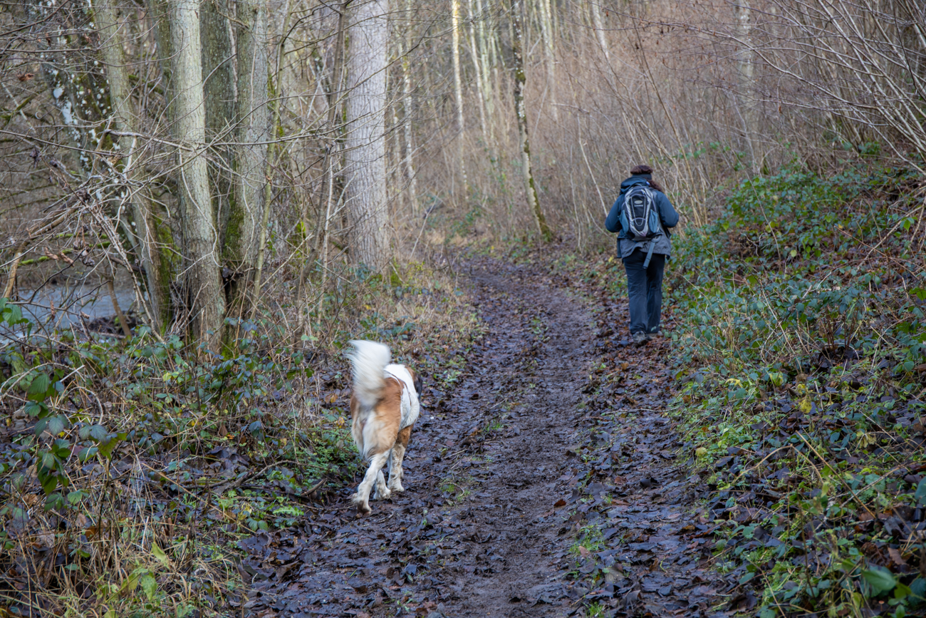 Hier jagd uns ein Bernhadiner ohne menschliche Begleitung einen Schreck ein. Zum Glück will auch der nur gestreichelt werden ;-)