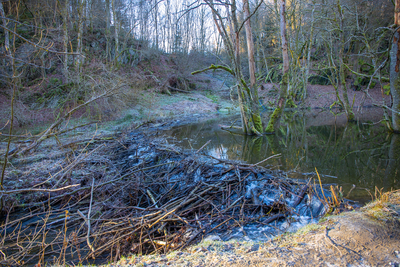 Wir sehen zwar öfter Biberdämme, aber leider keinen Biber :-(