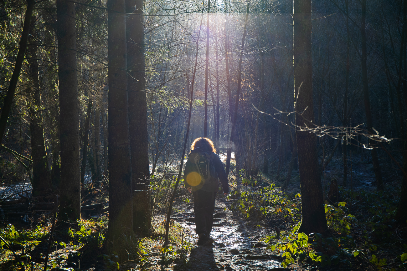 Selten erreichen die Sonnenstrahlen den Waldboden