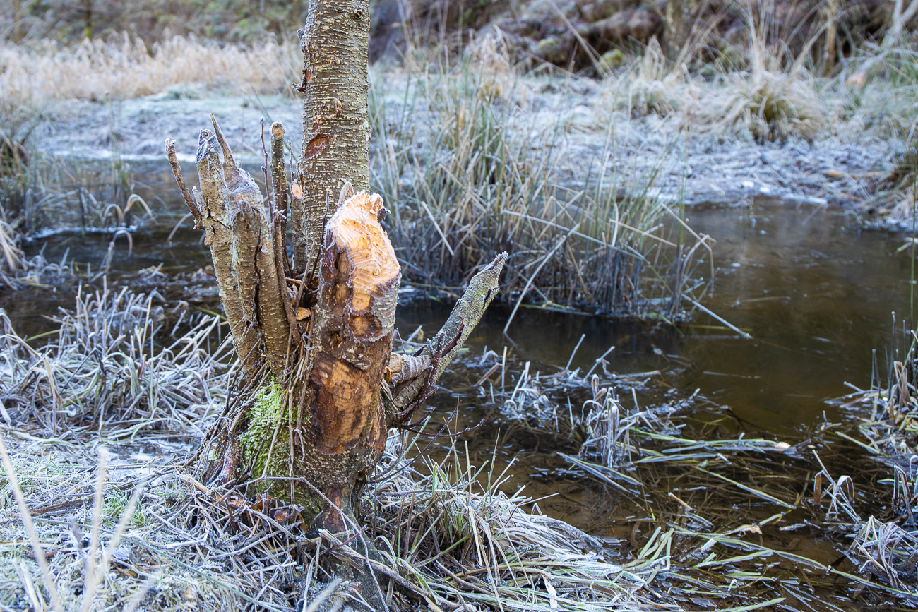 ... und Stümpfe der gefällten Bäume