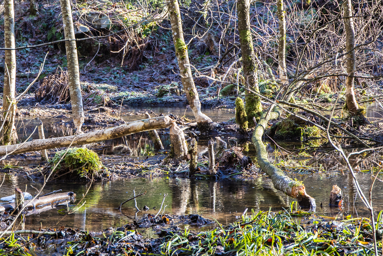 Weitere Baumfällarbeiten der Nager