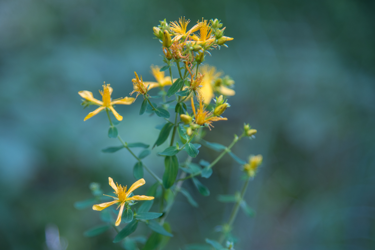 &Uuml;berall bl&uuml;hen Blumen ...