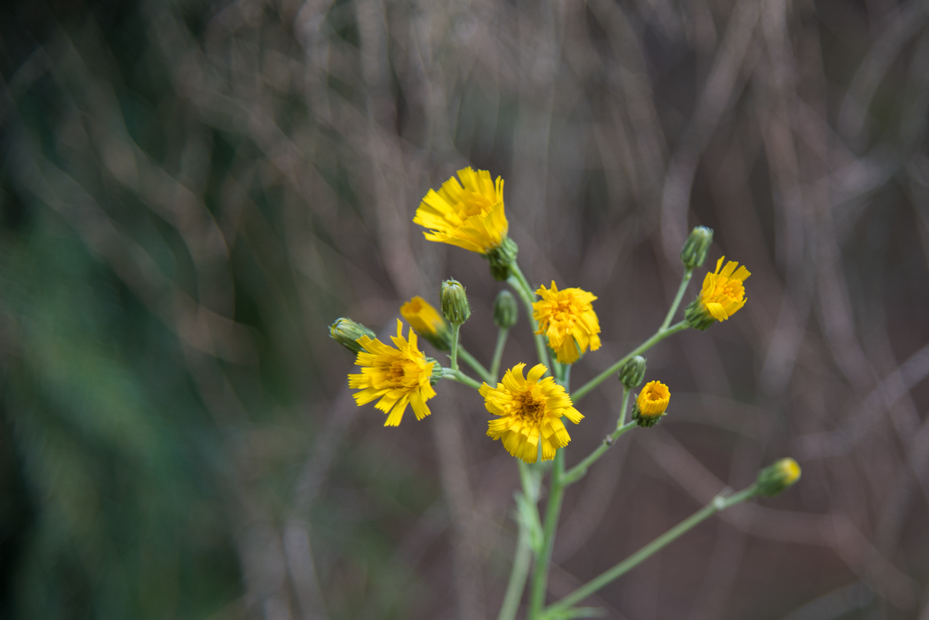 Wie so oft, herrscht gelb bei den Bl&uuml;ten vor
