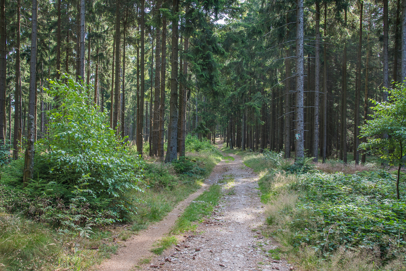 Durch den finsteren Wald